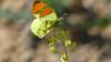 Anthocharis euphenoides